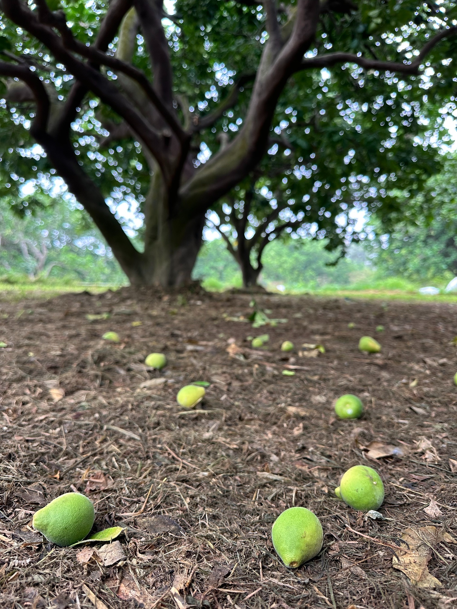 2026 台南麻豆老欉文旦推薦：柚子大叔揭秘「萬中選一」的 1%